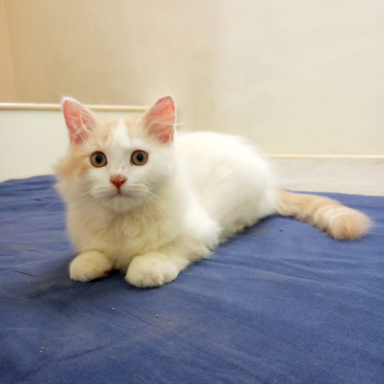 Turkish van pattern Persian