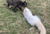 Two beautiful persian cats