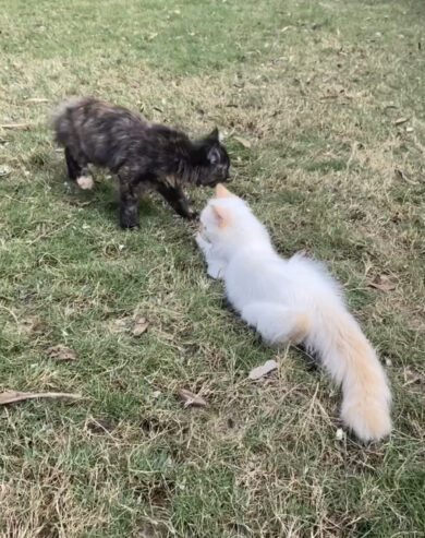 Two beautiful persian cats