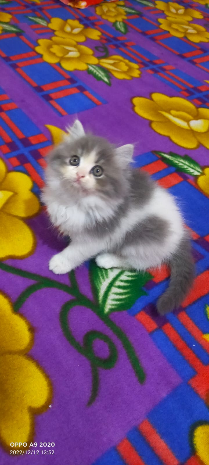 persian-kittens-mykitten-breeder-community