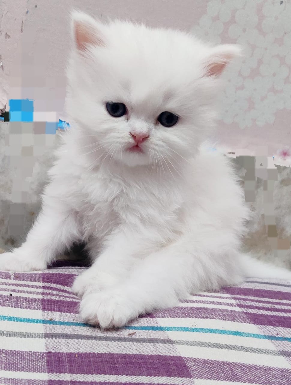 White Female kitten – Mykitten Breeder Community