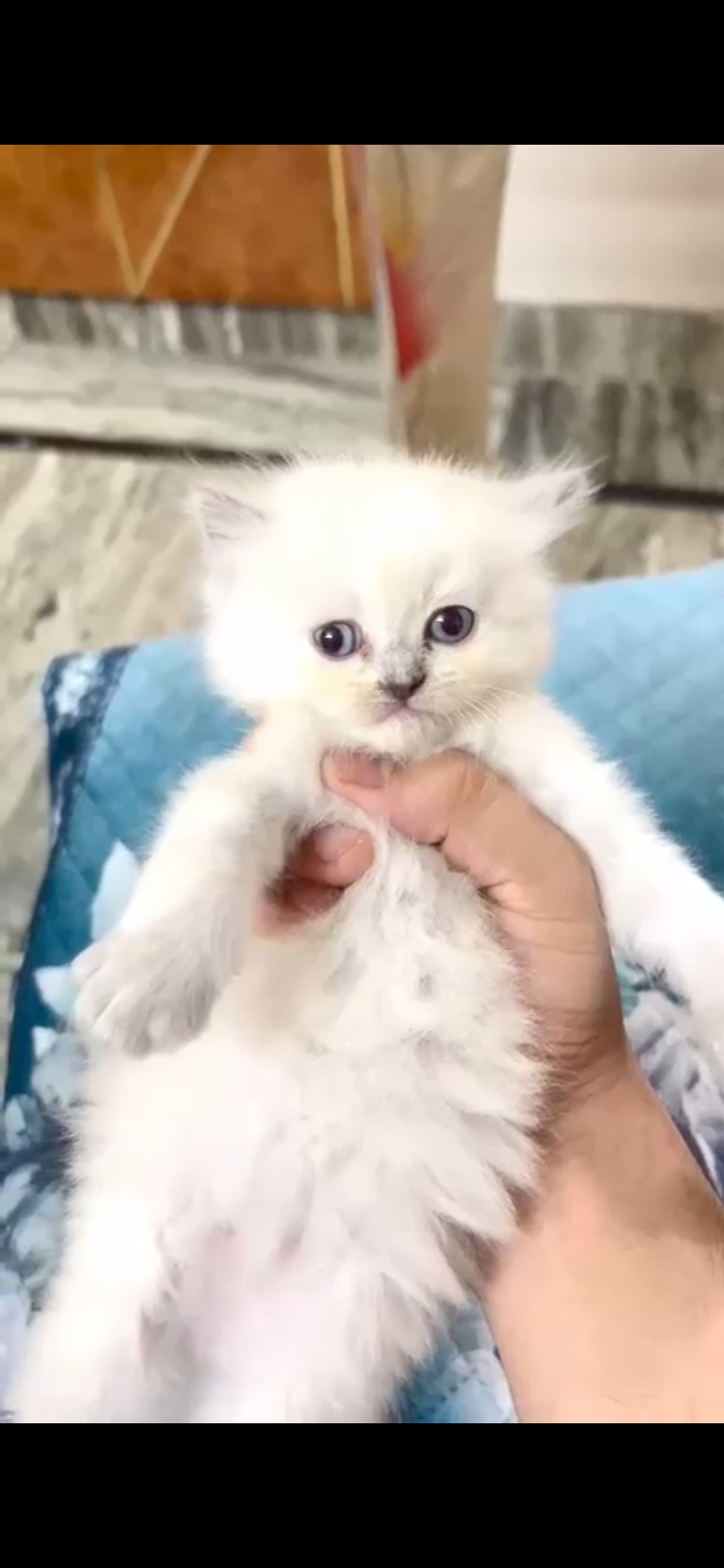 Pure himalyan Persian cat female triple coated kitten