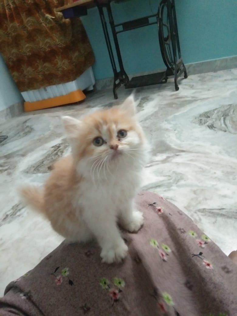 Sheru