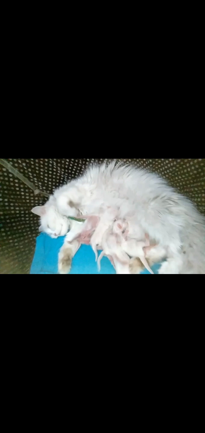 Screenshot_20230420-204541_Video-Player