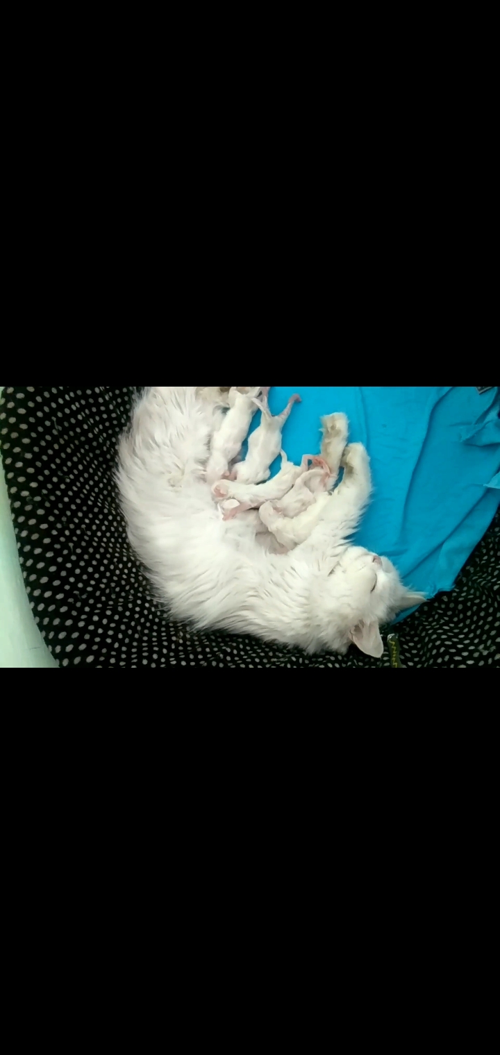 Screenshot_20230420-204548_Video-Player