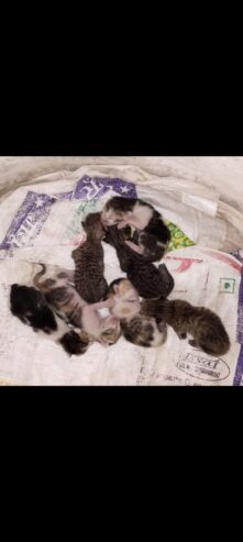 Domestic Breed kittens at cheap price *cute cats*