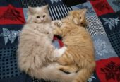 “Hazel-Eyed Doll Faced Persion kitten – Meet Zavi and Noor!”