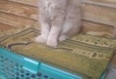 “Hazel-Eyed Doll Faced Persion kitten – Meet Zavi and Noor!”