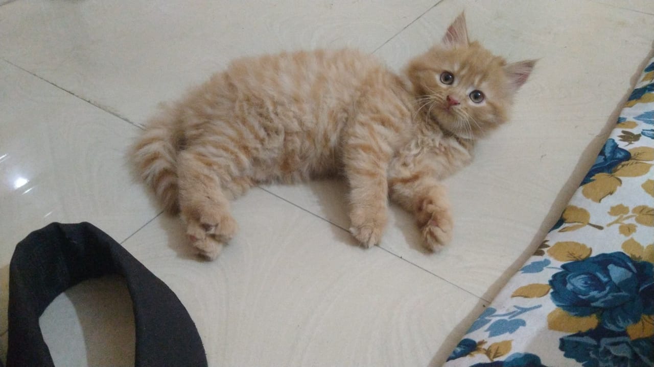 “Hazel-Eyed Doll Faced Persion kitten – Meet Zavi and Noor!”