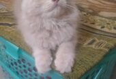 “Hazel-Eyed Doll Faced Persion kitten – Meet Zavi and Noor!”