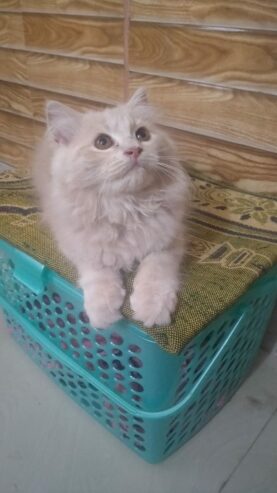 “Hazel-Eyed Doll Faced Persion kitten – Meet Zavi and Noor!”