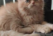 Cute persian kittens for sale