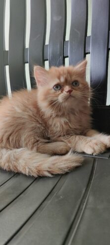 Cute persian kittens for sale