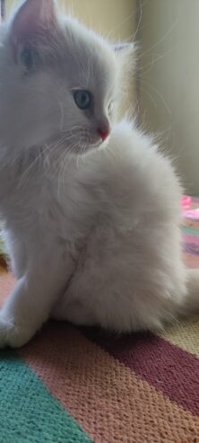 Cute persian kittens for sale