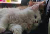 Cute persian kittens for sale