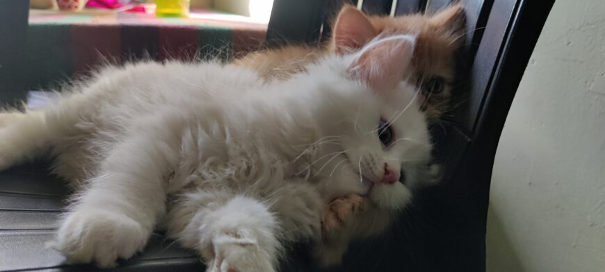 Cute persian kittens for sale