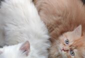 Cute persian kittens for sale