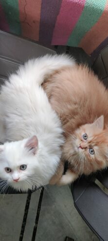 Cute persian kittens for sale