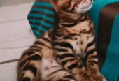 Bengal Kitten for Sale/ Lee