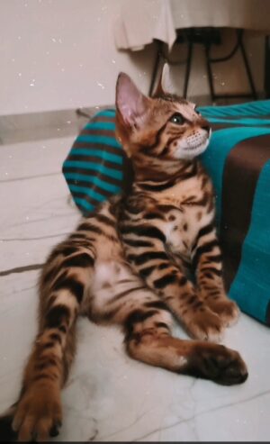 Bengal Kitten for Sale/ Lee