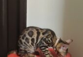 Bengal Kitten for Sale/ Lee