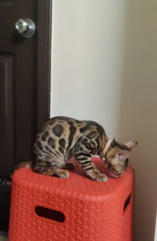 Bengal Kitten for Sale/ Lee