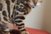 Bengal Kitten for Sale/ Lee