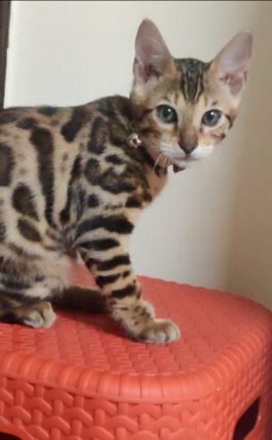 Bengal Kitten for Sale/ Lee