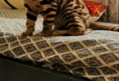 Bengal Kitten for Sale/ Lee