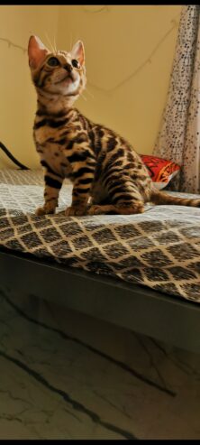 Bengal Kitten for Sale/ Lee