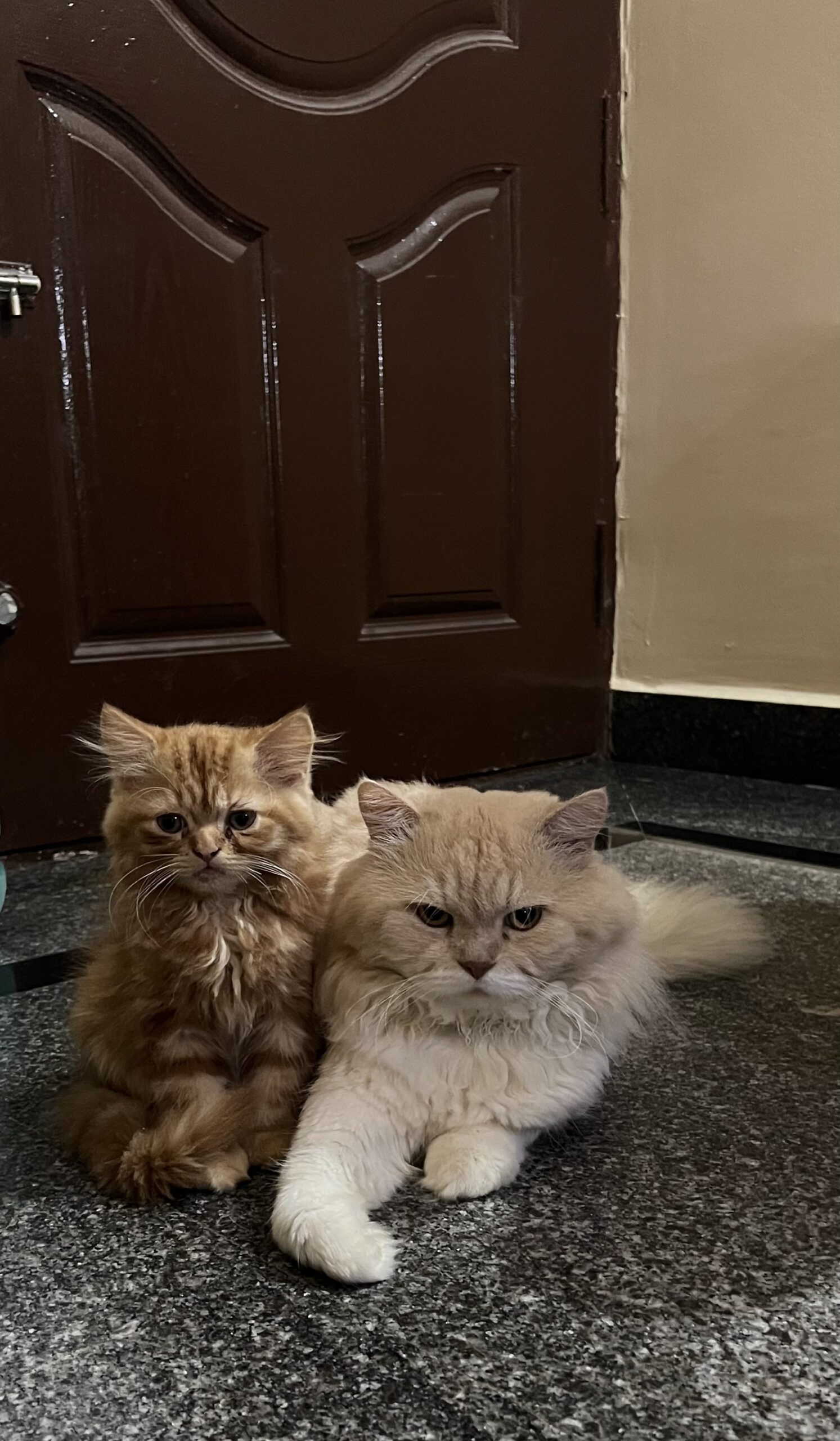 Persian kitten