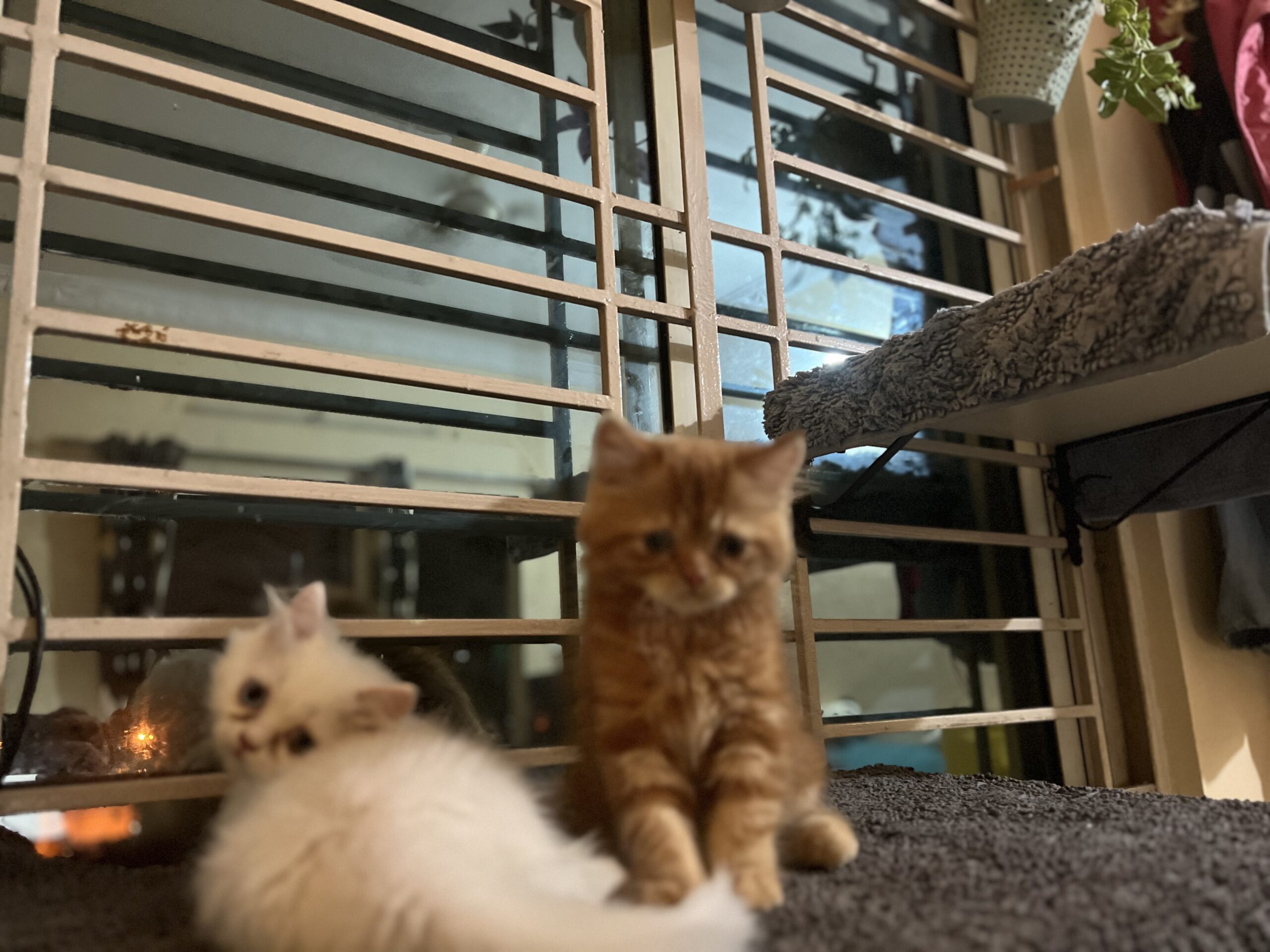 Persian kitten