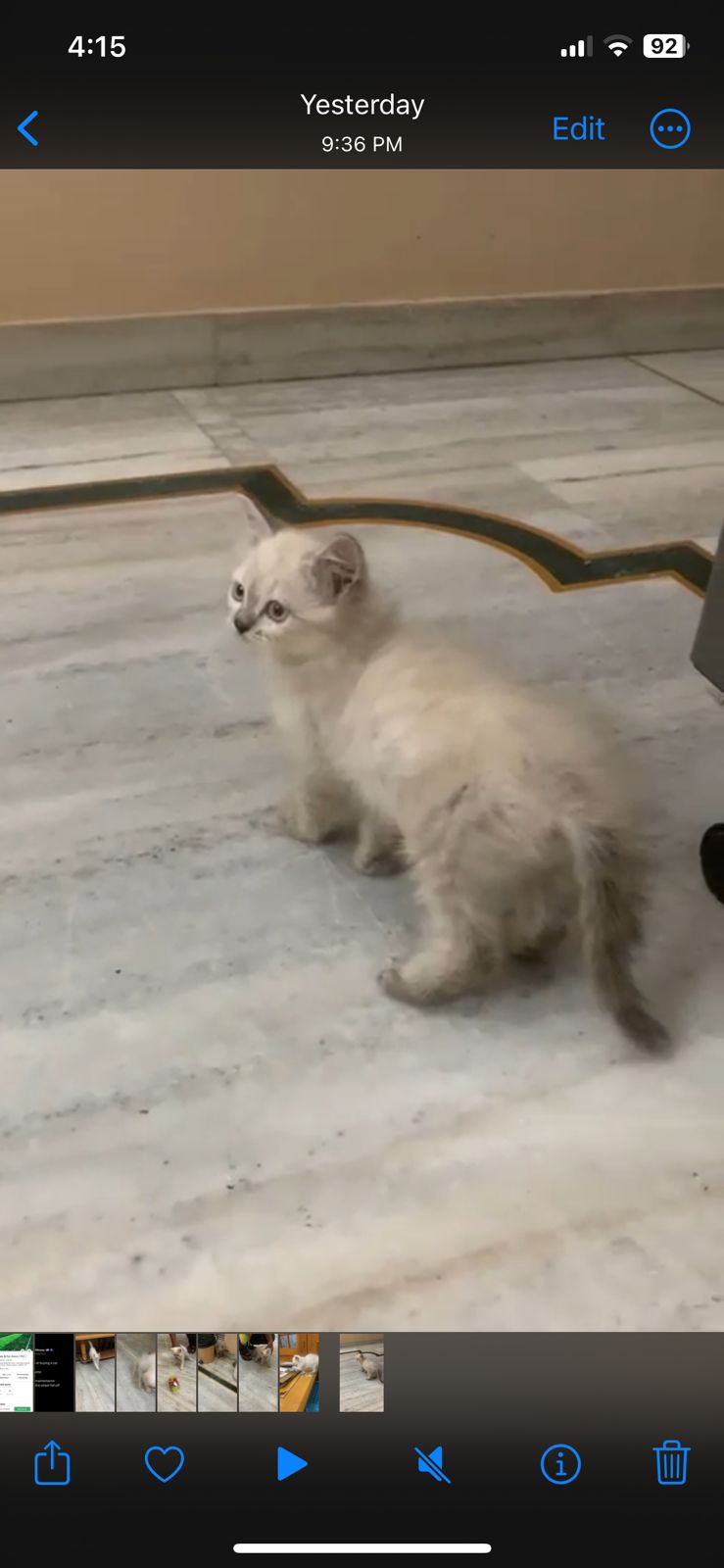 Ragdoll Kittens