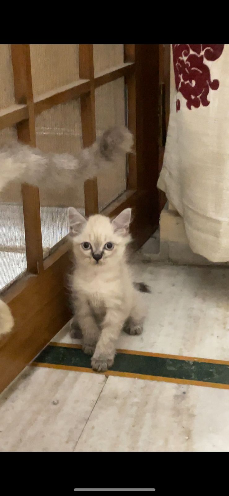 Ragdoll Kittens