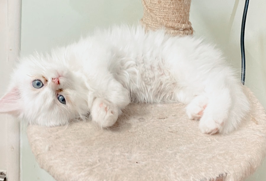 Kitty cat