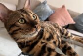 I’m looking for a Bengal female cat for mating