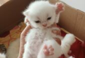 kitten-cute-pic