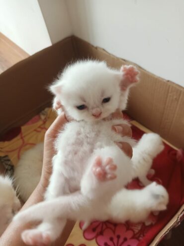 kitten-cute-pic
