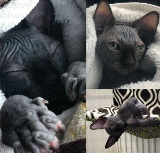 Canadian Sphynx “Baron”