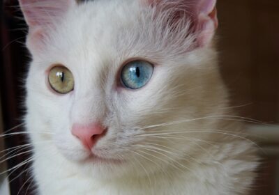 Turkish-Angora-Cat