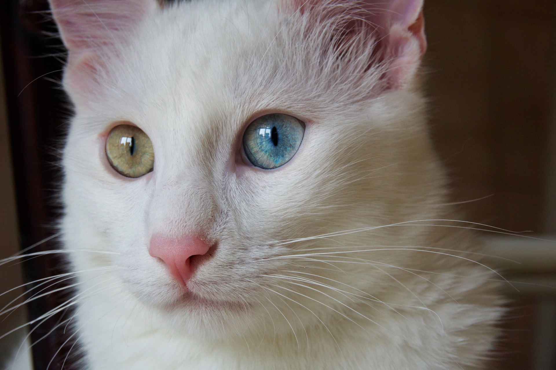 Persian Turkish Angora Cat with color changing eyes