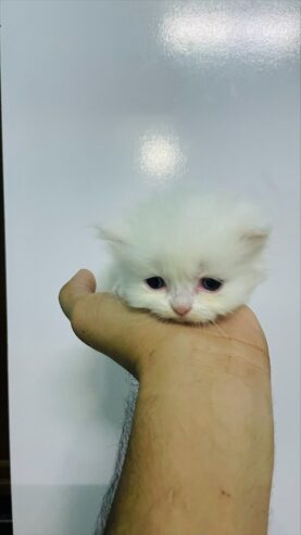 1.5 Months All White Persian Kitten