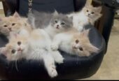 Cute and healthy kittens