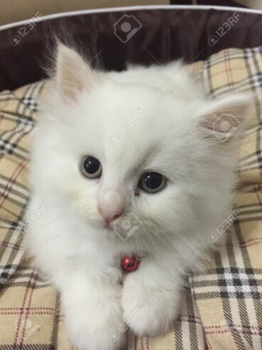 46185362-new-persian-cat-in-the-house