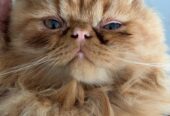 Punch face persian cat