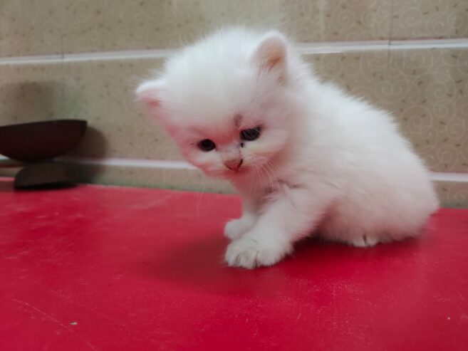 White Persian kitten