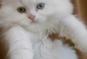 We have 4 white kittens for sale.