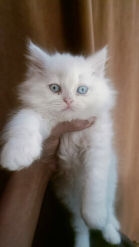 We have 4 white kittens for sale.