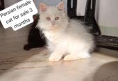 persian cats for sell
