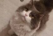 beautiful super friendly very affectionate healthy 3 years old male Persian cat for sale